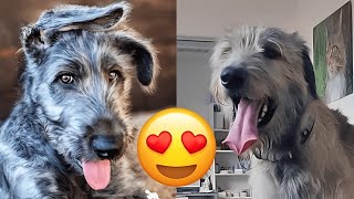 Irish Wolfhound Cute And Funny Videos And Tik Toks Compilation   HaHa Animals