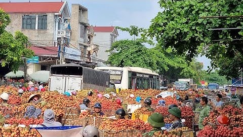 5 giờ sáng người dân Lục Ngạn đã tấp nập đi bán Vải thiều