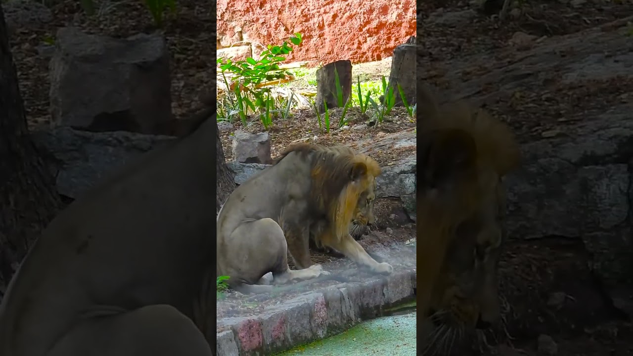 Lion Adaptations: Surviving in Diverse Habitats 