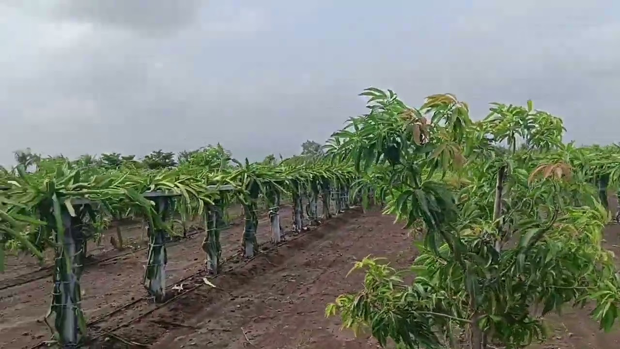 Uttam Dragon fruit farm and mango fruit farm
