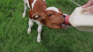 George the Calf