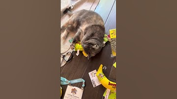 Fun While It Lasted! #catnip #cats