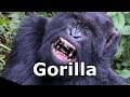 Gorilla Sounds Gorilla Pictures The Sound A Gorilla Makes