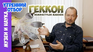 видео: Раскрыта тайна происхождения геккона, завоевавшего мир. Игорь Фадеев картинка: Раскрыта тайна происхождения геккона, завоевавшего мир. Игорь Фадеев
