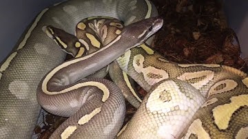 Ball Python Breeding Plans 2016/2017 - plus new rack
