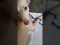 bago gising #highlights #dog #subscribe #notification #share #like