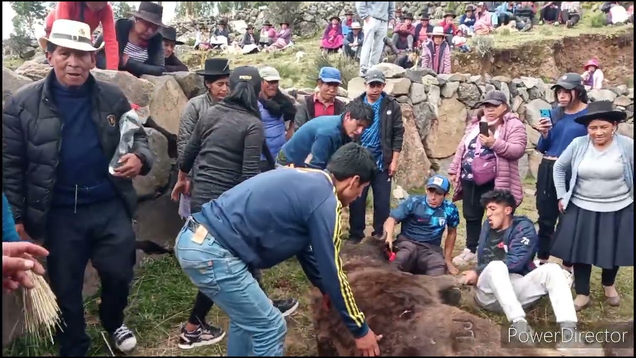 VACA SEÑALAKUY 🐄