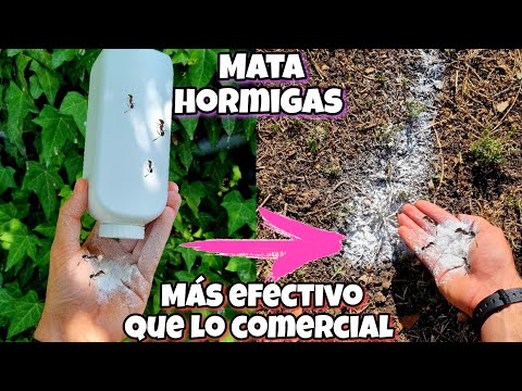 Video: Varias formas de sacar las hormigas del apartamento