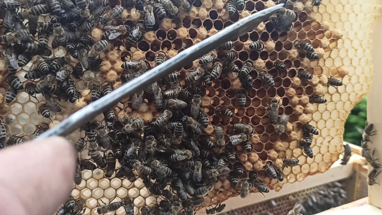 Belčićeva metoda-pogled u košnicu