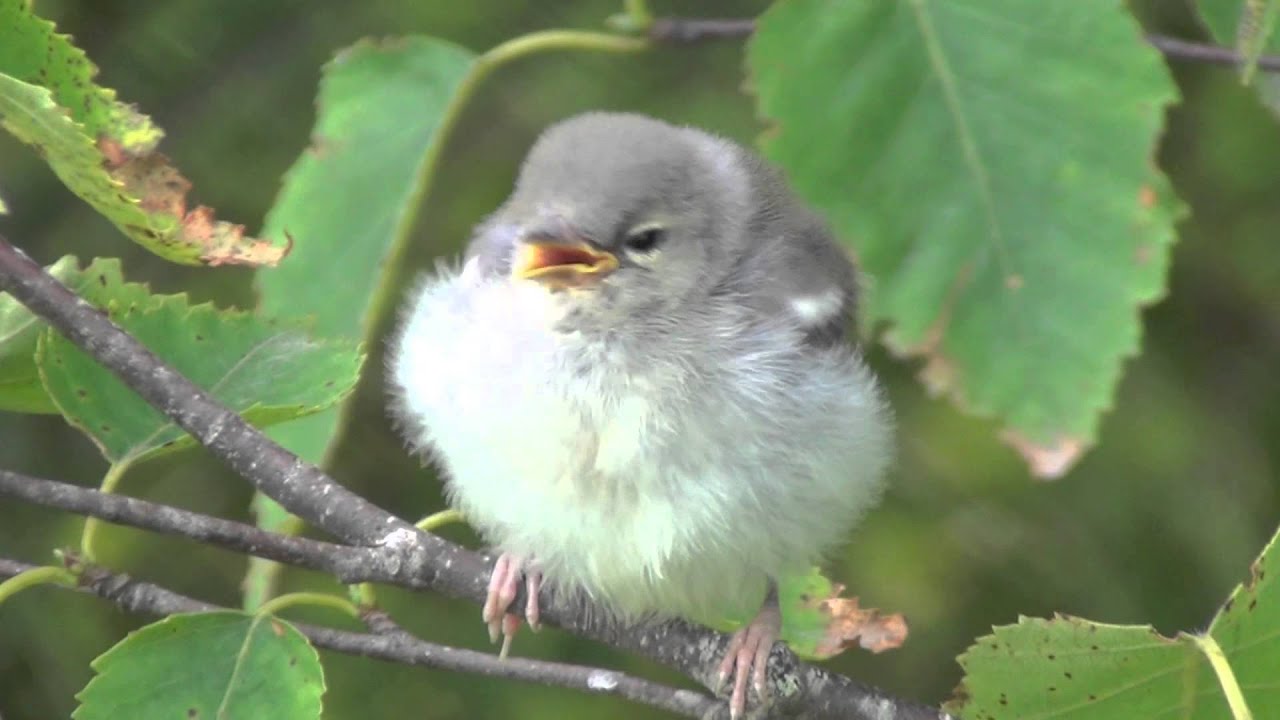 Northern Parula Warbler baby 