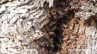Abejas en un Mistol centenario