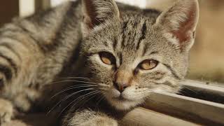 You know about giardia and what it can cause in your pet.