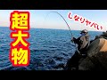 【超大物】堤防から泳がせ釣りに巨大魚が食いついた！