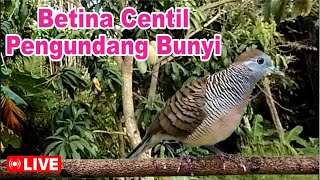 Perkutut betina memanggil jantan pasti manjur buat masteran