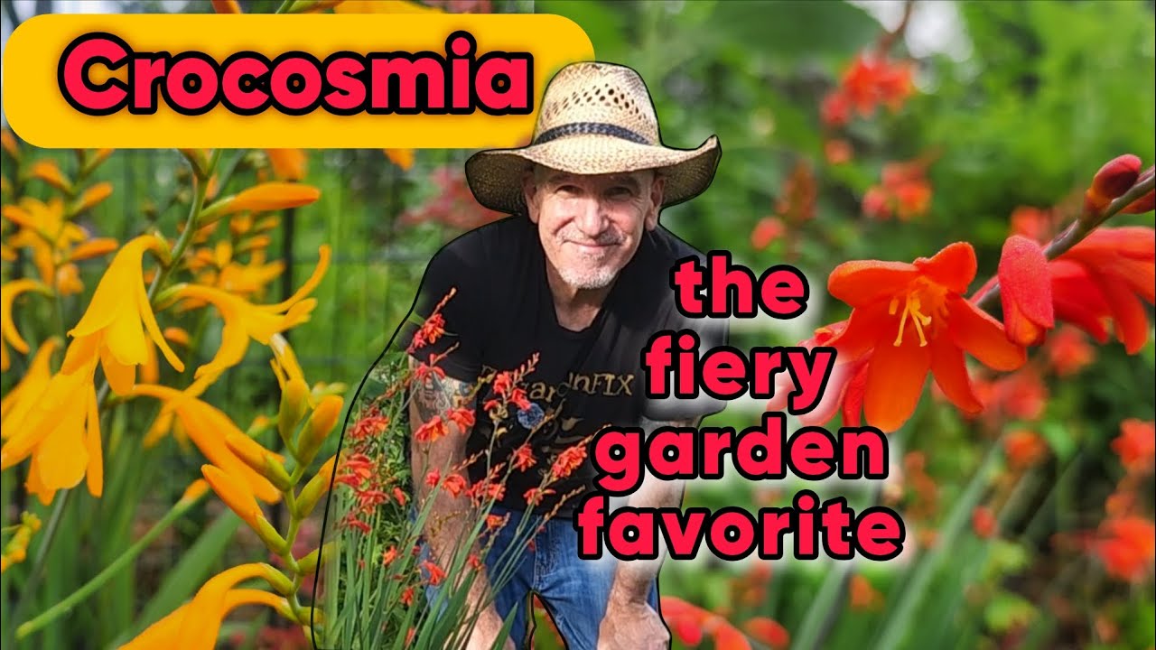 Crocosmia: The Fiery Flower Your Garden Needs