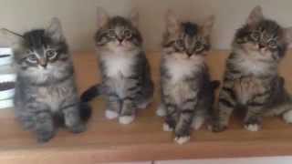 Siberian Kittens playing in NH cattery