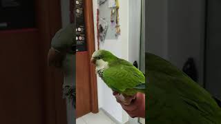 La visita di Tot? Pappagallo Parrocchetto Monaco?? #esotici#pappagalli