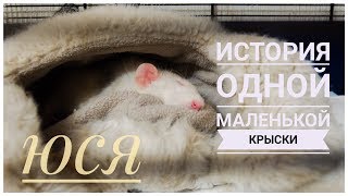 ИСТОРИЯ ОДНОЙ МАЛЕНЬКОЙ КРЫСКИ... ИСТОРИЯ ОДНОЙ МАЛЕНЬКОЙ КРЫСКИ...