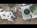 EP04. 시골에도 봄이 왔어요 / 냉이캐기 파뽑기