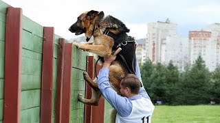 When Police Dogs Forget Their Job Funny Comedian Dog Videos 2025