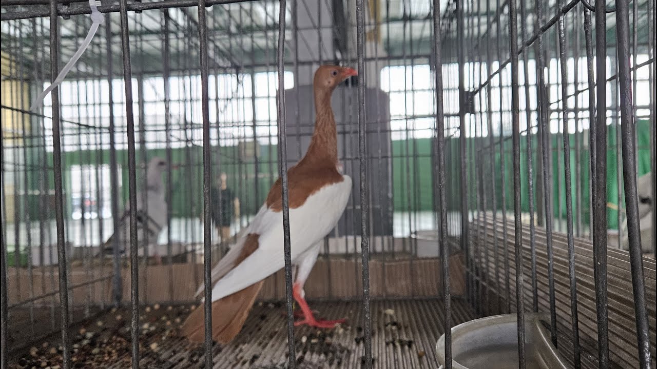 Radom Wystawa Klubowa Srebrniaka 3/3 z dnia 9-10. 12.2023.💥Gołębie jasne i wyszwance Andrzeja Radom💥