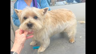 Hand Stripping A Norwich Terrier