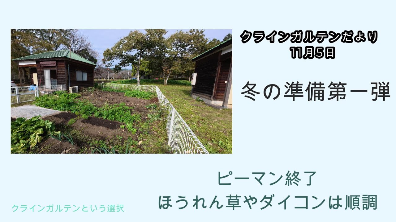 クラインガルテンだより。11月6日 冬の準備第一弾　ピーマン終了#定年後 #クラインガルテン #男の隠家