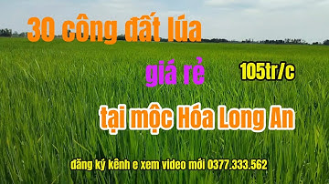 Chủ 6 bán 30 công đất lúa giá rẻ tại mộc Hóa Long An giá chỉ 105tr/c