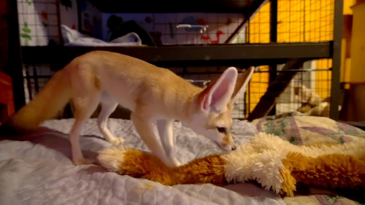 Fennec Learns to Use Squeaky Toy - Ikigai