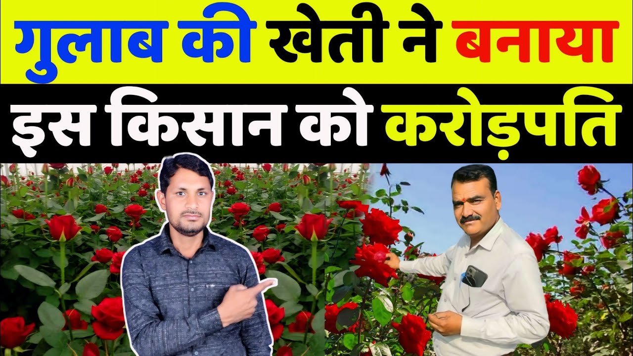 गुलाब की‌ खेती कैसे करें | Gulab ki kheti kab aur kaise karen | rose flower farming in india