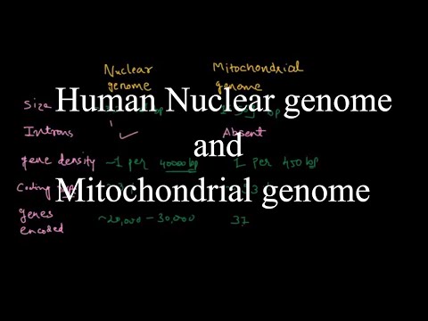 Video: Kesan Genomik Hibridisasi Sejarah Dengan Introgression DNA Mitochondrial Yang Besar