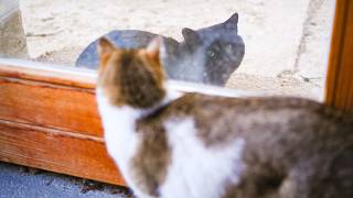 Unexpected Visitor Surprised My Cats No Ai, No Music