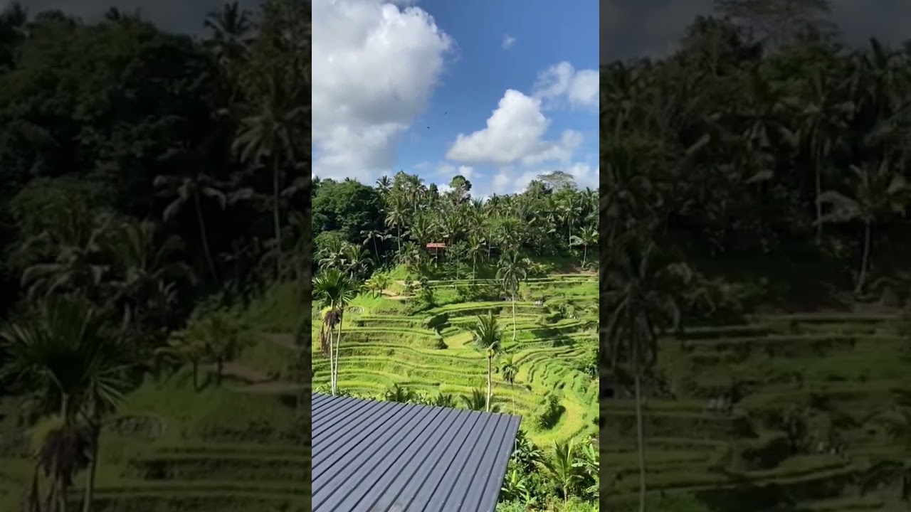 rice fields in Bali #travel #bali #indonesia