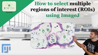 How to select multiple regions of interest (ROIs) using ImageJ Fiji #multiple #ROI #imagej #fiji