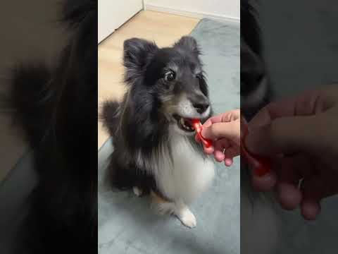 【野菜ASMR 第17弾】犬がパプリカを食べると…？衝撃のASMRを体験せよ！💥🐶