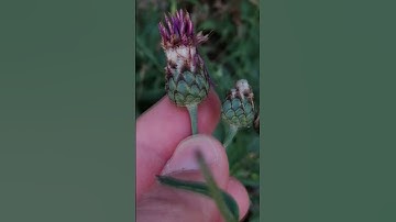 Fibonacci-mintás-búzavirág vadászaton | 1. rész: a lelőhely és a magszedés