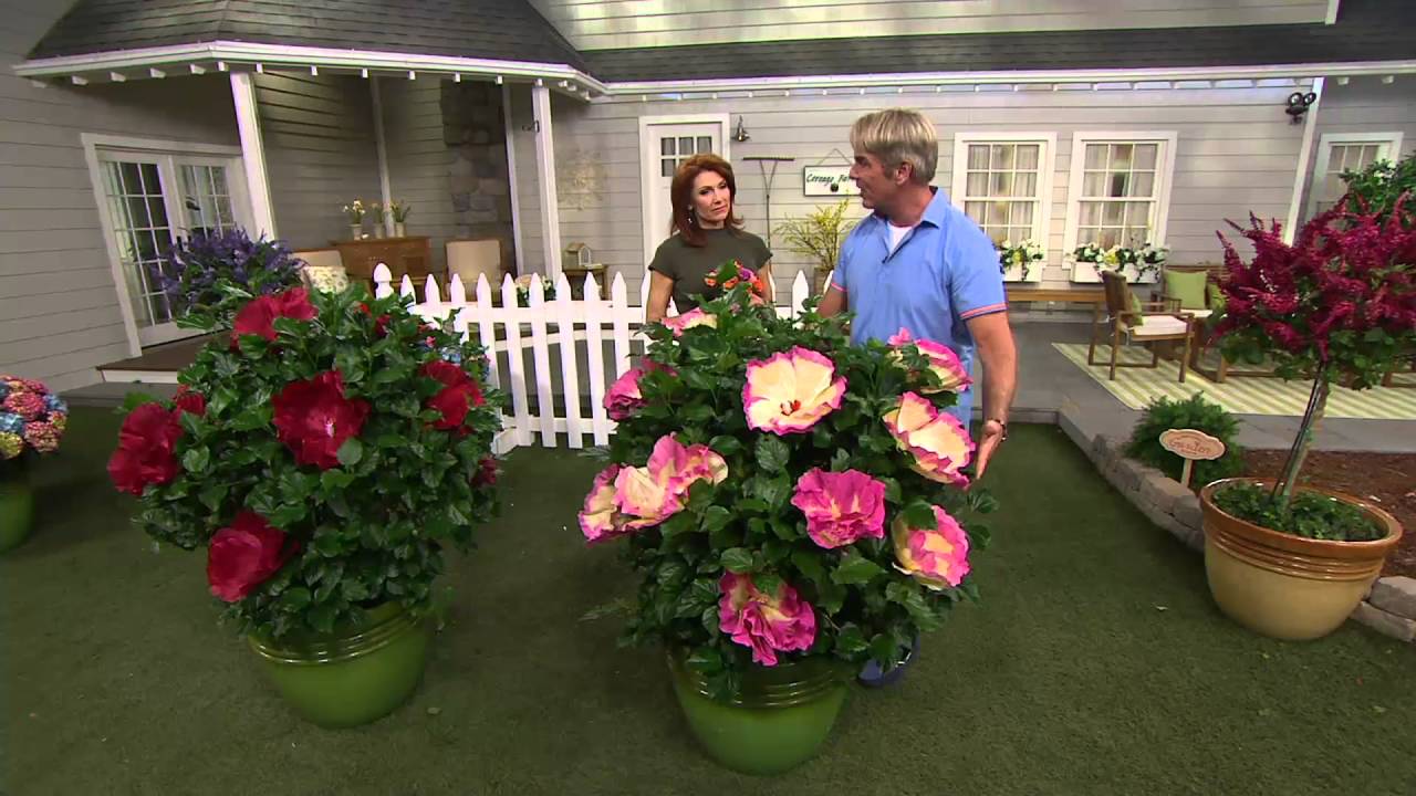 Cottage Farms Iconic Jumbo Hardy Hibiscus Duo on QVC - YouTube