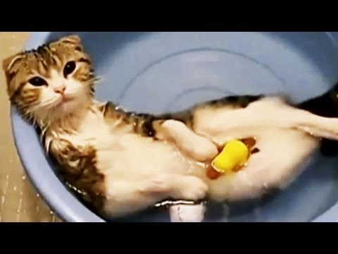 Video: HLW Für Katzen Und Kätzchen - Video Und Artikel