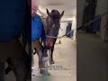 Horses Being Chaotic For 10 Minutes Straight#HorseFails #AnimalCompilation #ViralAnimals