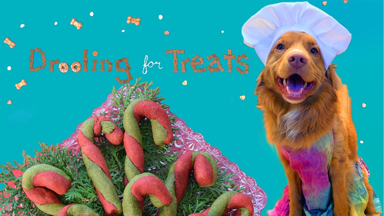 Drooling For Treats, Candy Canes for dogs YouTube