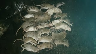 Pest Control with Air Rifles - On the Rats again!(We venture out after rats again. You know the score if you've watched before ;-) If you would like to donate any money to our efforts ..., 2014-08-24T06:00:47.000Z)