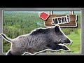 jabalí: el invasor del viejo mundo - documental de animales salvajes