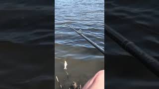 Fatso Swimbait Swim Video! Wide Glide #bass #fishing #fish