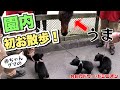 赤ちゃんグマのはじめての「園内散歩」について行ったら初めてのものが沢山で大興奮！