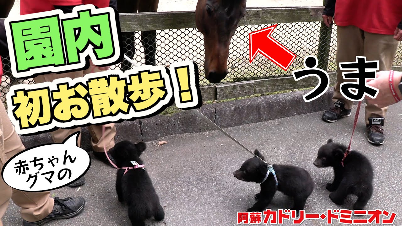 赤ちゃんグマのはじめての「園内散歩」について行ったら初めてのものが沢山で大興奮！