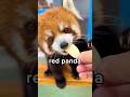 Difference Between Red Panda and Regular Panda? 😳