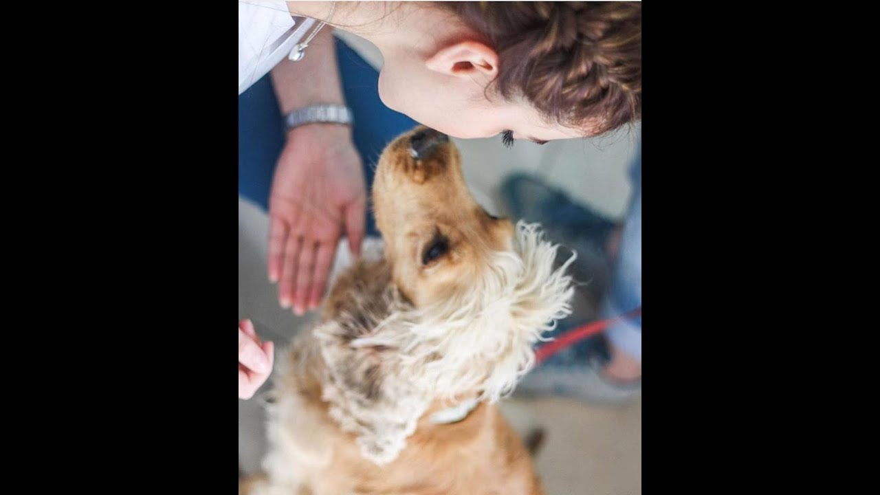KEDİLER NEDEN YABANCI CİSİM YER? Kedilerde Pika Sendromu - Uç yiyen Kediler - Kedi Oltası Zararlı Mı