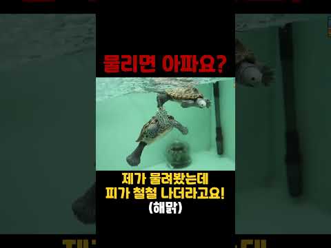 <strong>물리면</strong> 다쳐요??