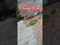 Beautiful Chameleon Walk the ramp #chameleon #wildlife #animals