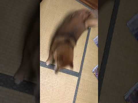 須田弘子ブリーダーからお迎えした柴犬：咲貴ちゃん